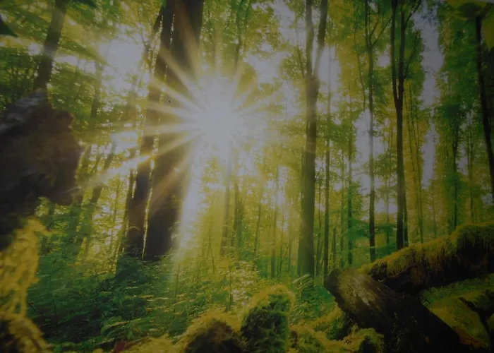 Robby's House Bed and Breakfast